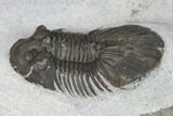 Bargain, Scabriscutellum Trilobite - Morocco #142180-5